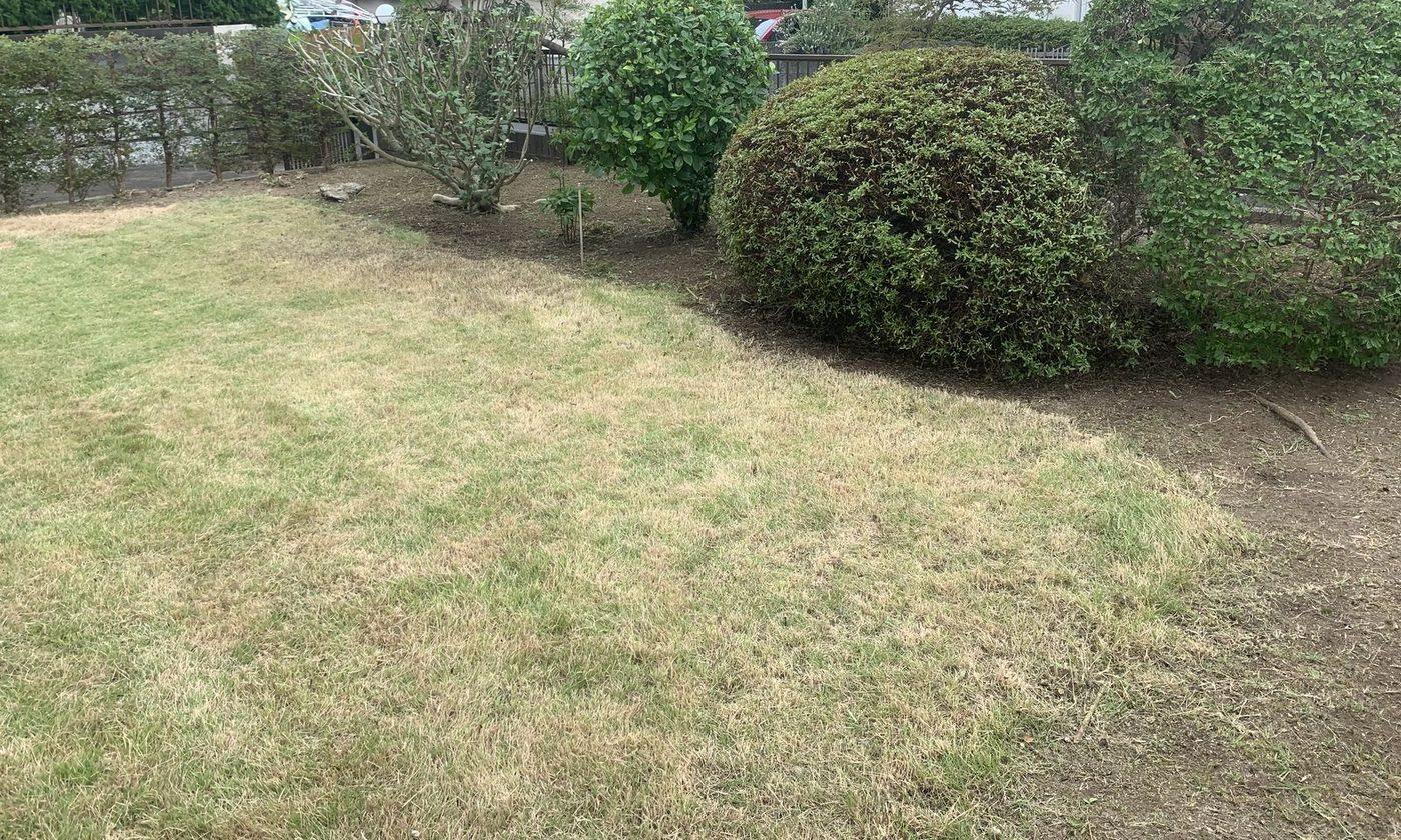 剪定後の植栽と芝生の仕上がり